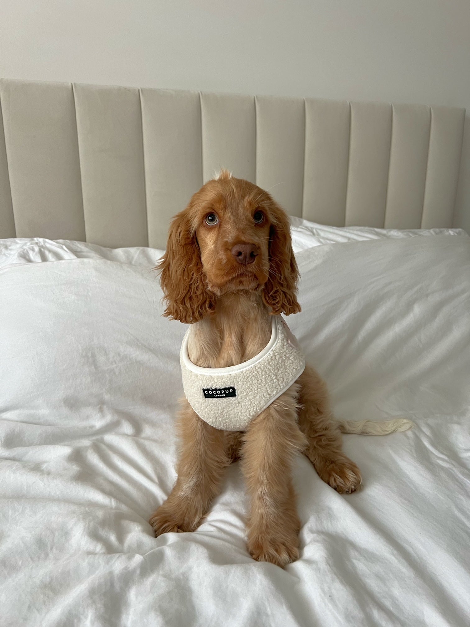 Puppy Parenting 101: Top Tips for the First Week with Your Puppy – Cocopup London