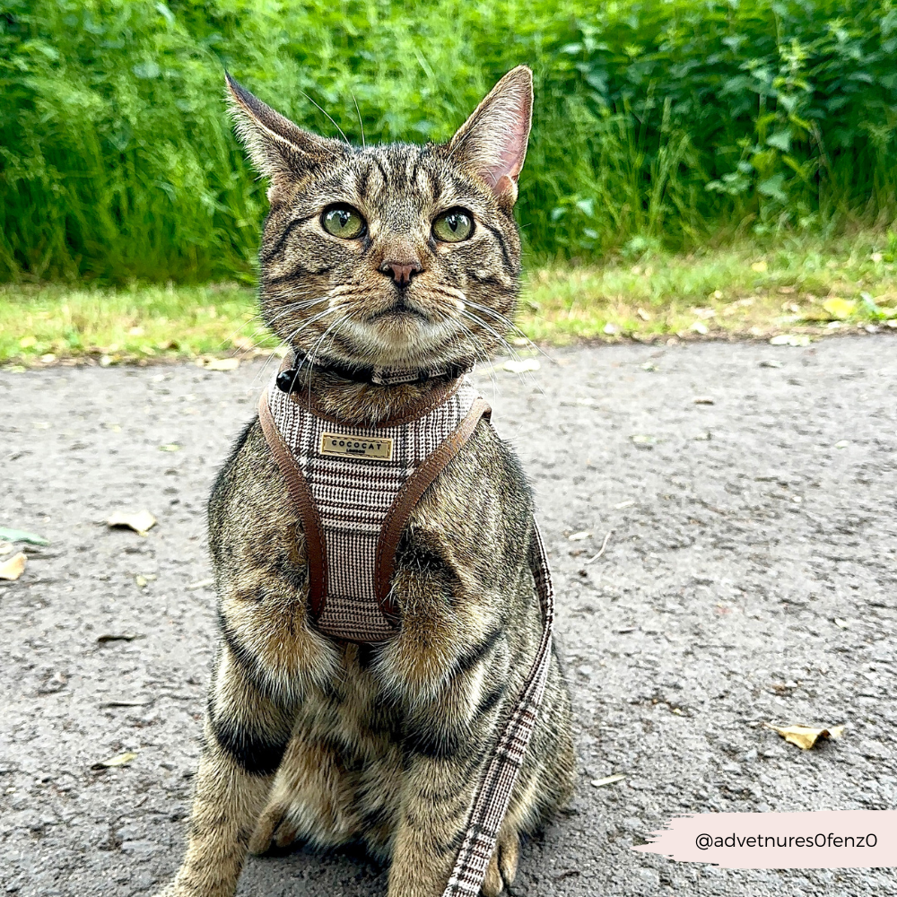 Why Consider a Harness for Your Cat?