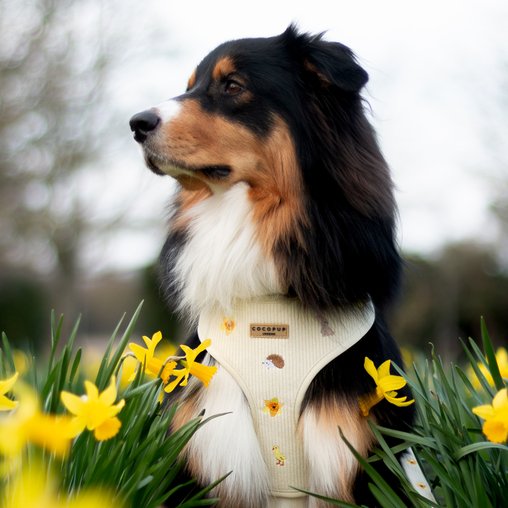 Ulti-mutt Easter outfits for your Dog!