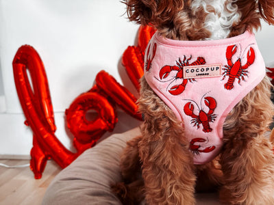 How to Include Your Dog in Valentine's Day Plans!