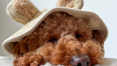 Top 10 Dog Breeds that LOVE to nap