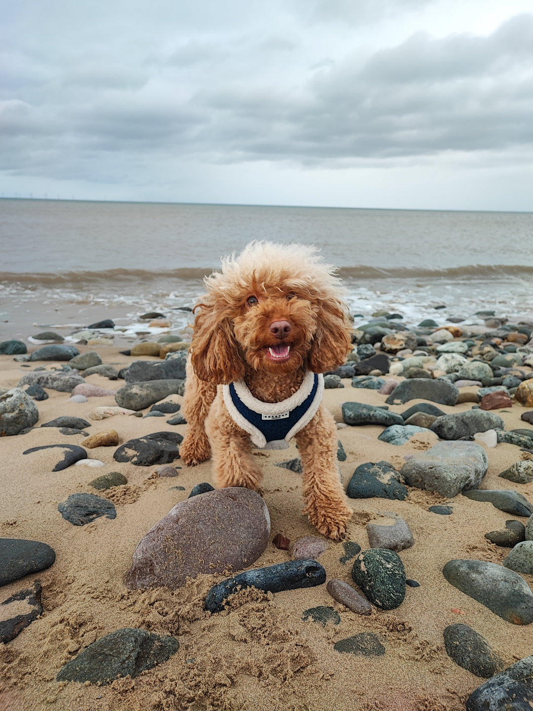 10 Exciting Activities for You and Your Dog to Enjoy at Home!
