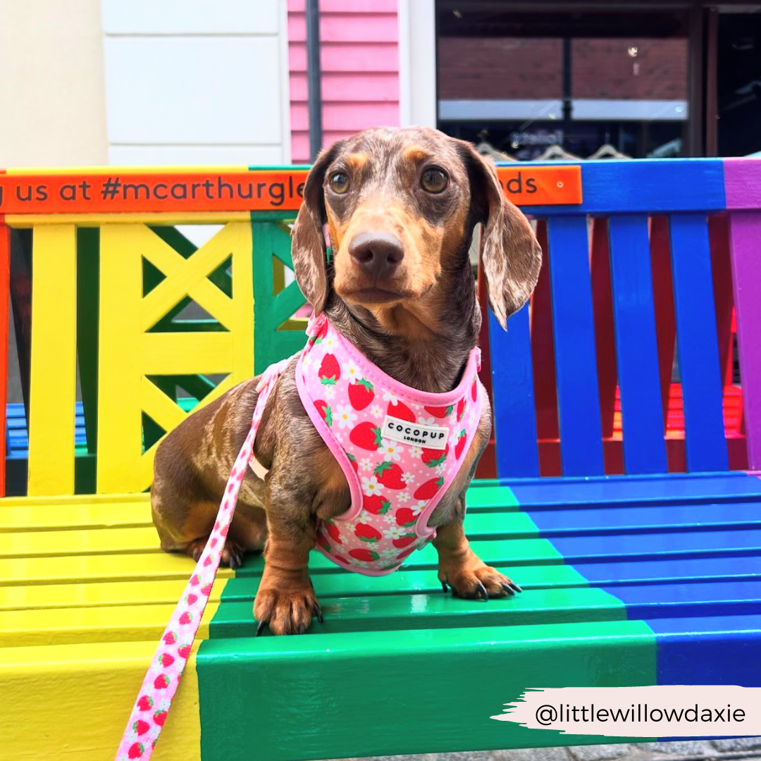 Pupberry Fields Adjustable Neck HARNESS - Main Image