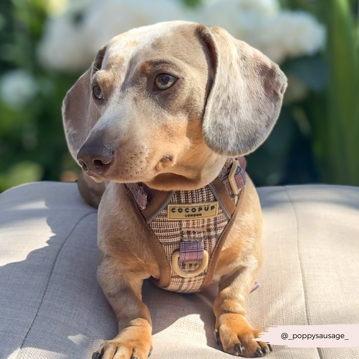 Explore Harness - Pup Plaid