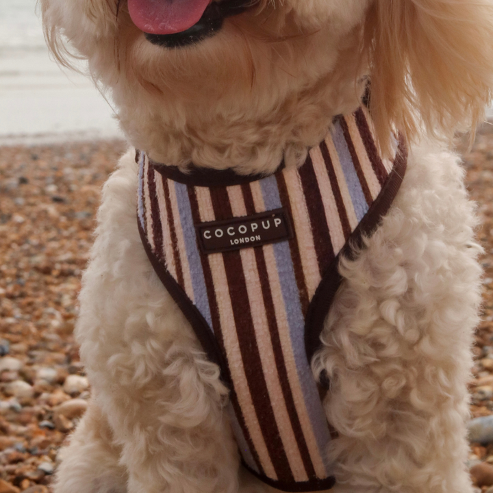 Brown & Blue Stripes Adjustable Neck Harness, Lead & Collar Bundle