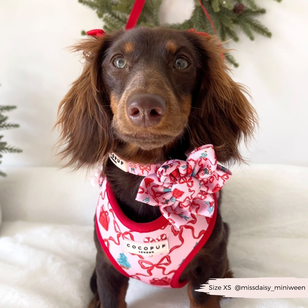 Pupmas Kisses Adjustable Neck Harness, Lead & Collar Bundle