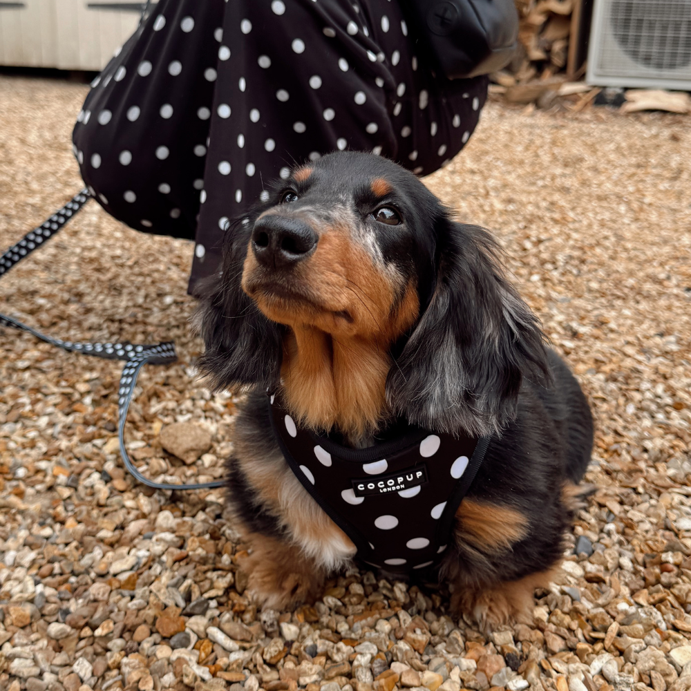 Satin Polka Dot Adjustable Neck Harness, Lead & Collar Bundle