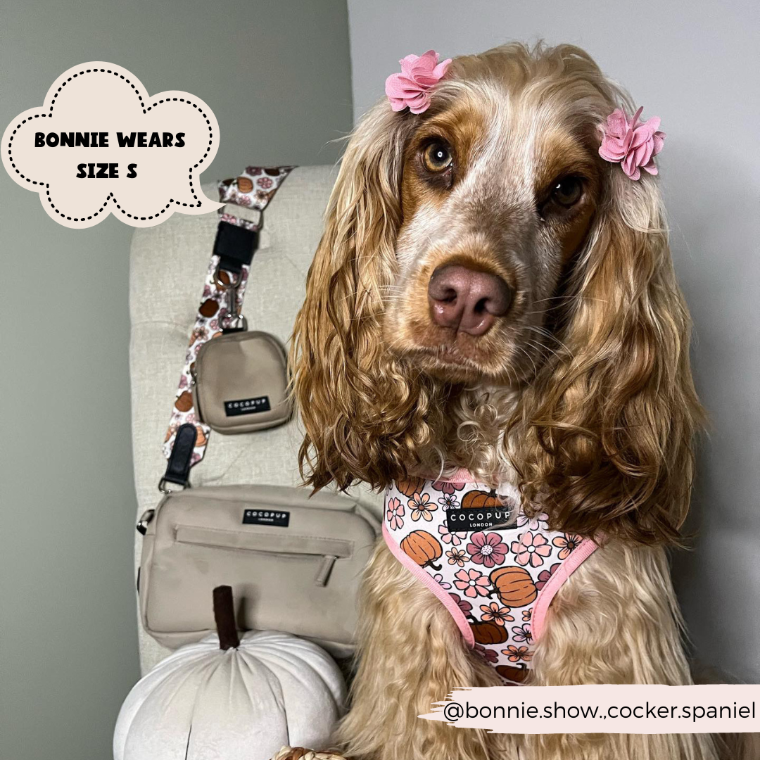 dog inside wearing pumpkin harness, matching dog bag with strap in background