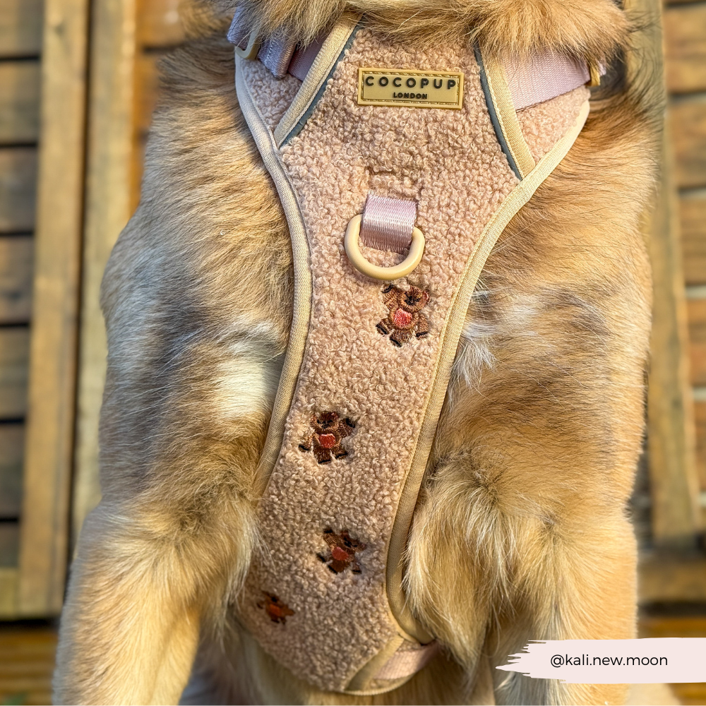 Explore Harness - Theo Embroidered Teddy