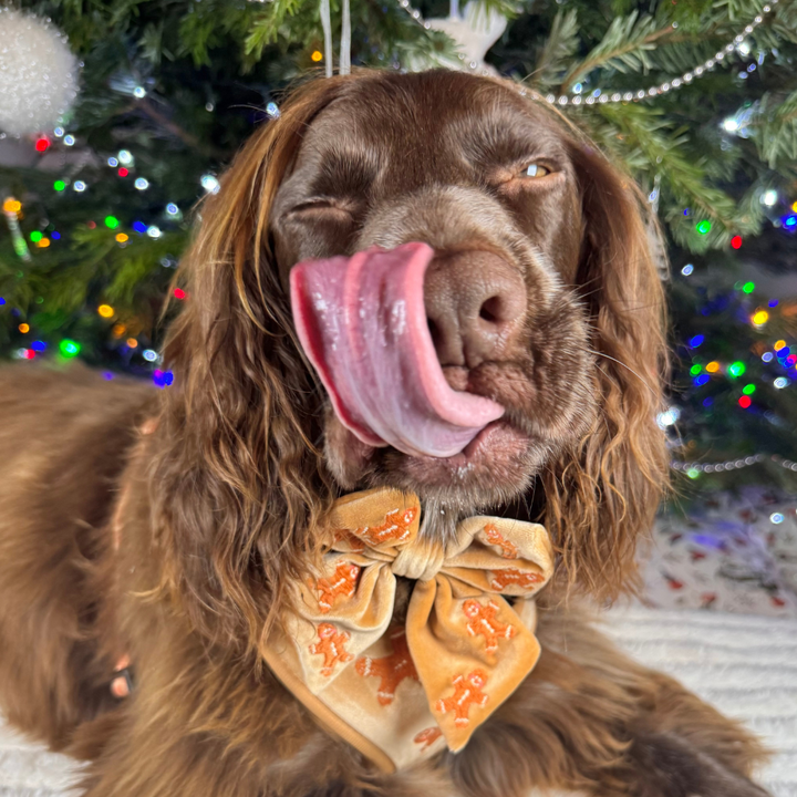 Luxe Velvet Sailor Bow Tie - Gingerbread Treats