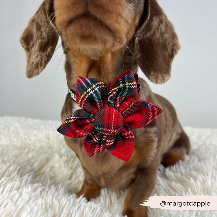 Tartan Collar Flower