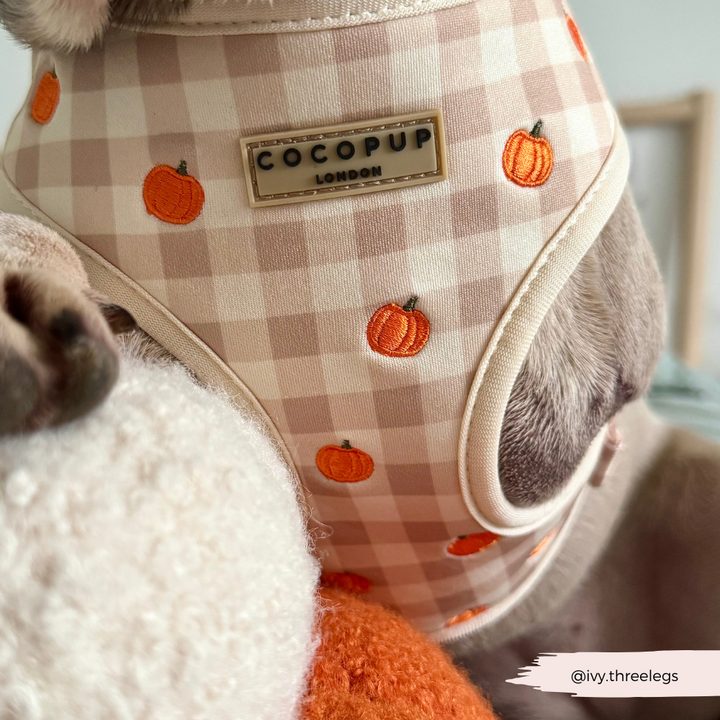 Pumpkin Patch Adjustable Neck HARNESS
