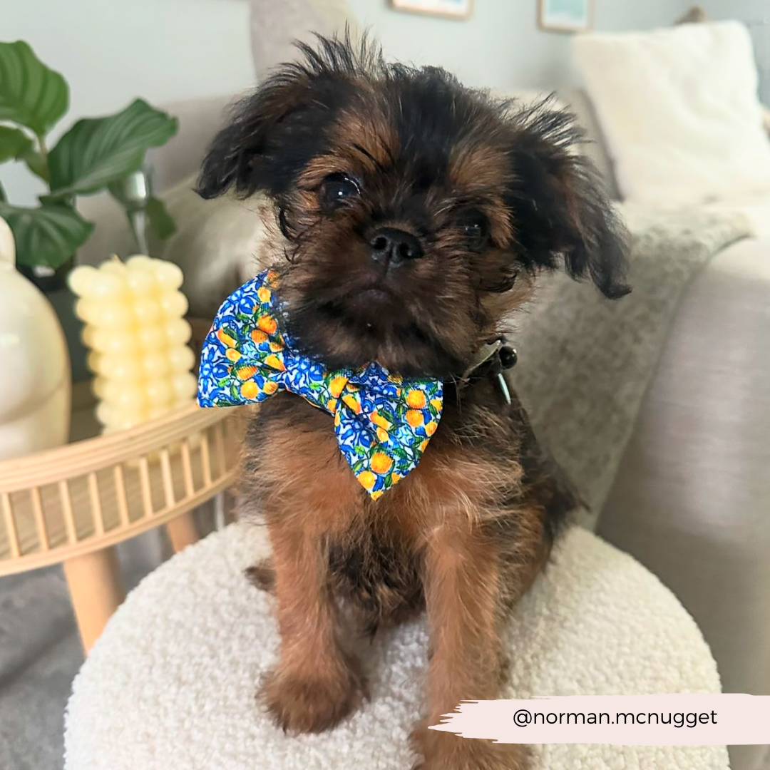 Amalfi Lemon Bow Tie