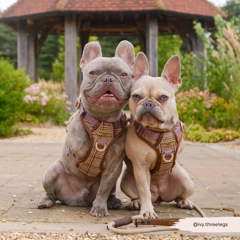 Explore Harness - Pup Plaid