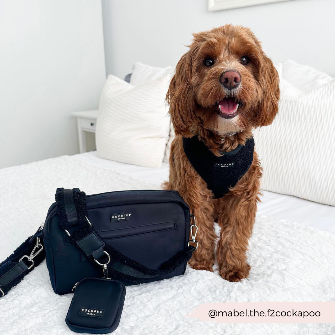 dog sits next to black bag on bed wearing harness