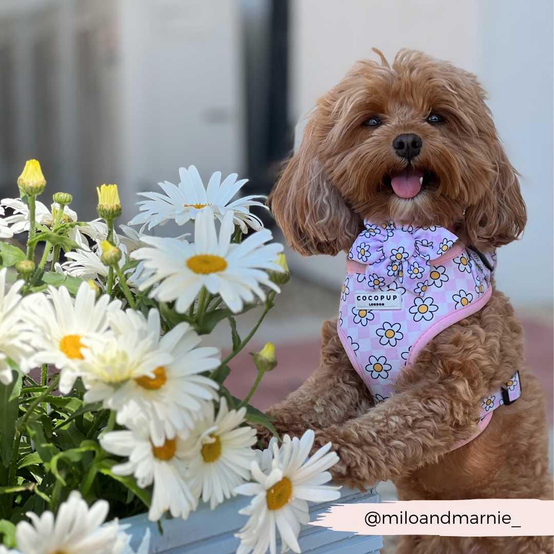 Daisy Gingham Rave Collar Flower