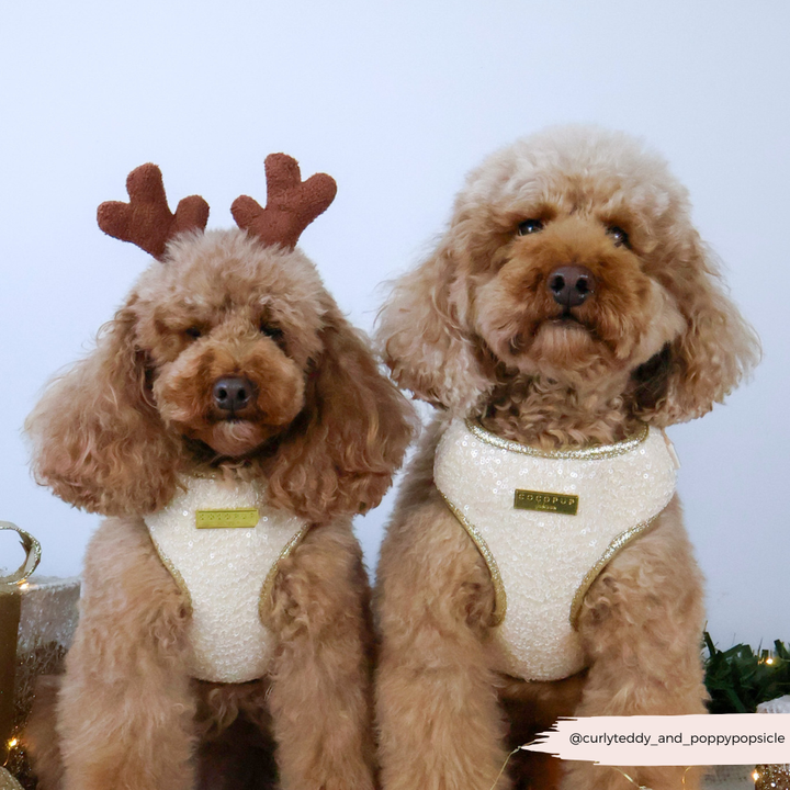 Limited Edition Sparkle Season Gold Adjustable Neck Harness, Lead & Collar Bundle