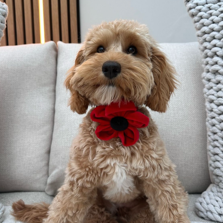 Poppy Collar Flower