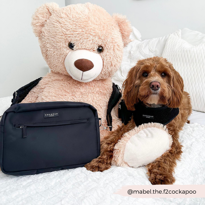teddy bear wearing dog walking bag sits next to dog wearing matching black harness