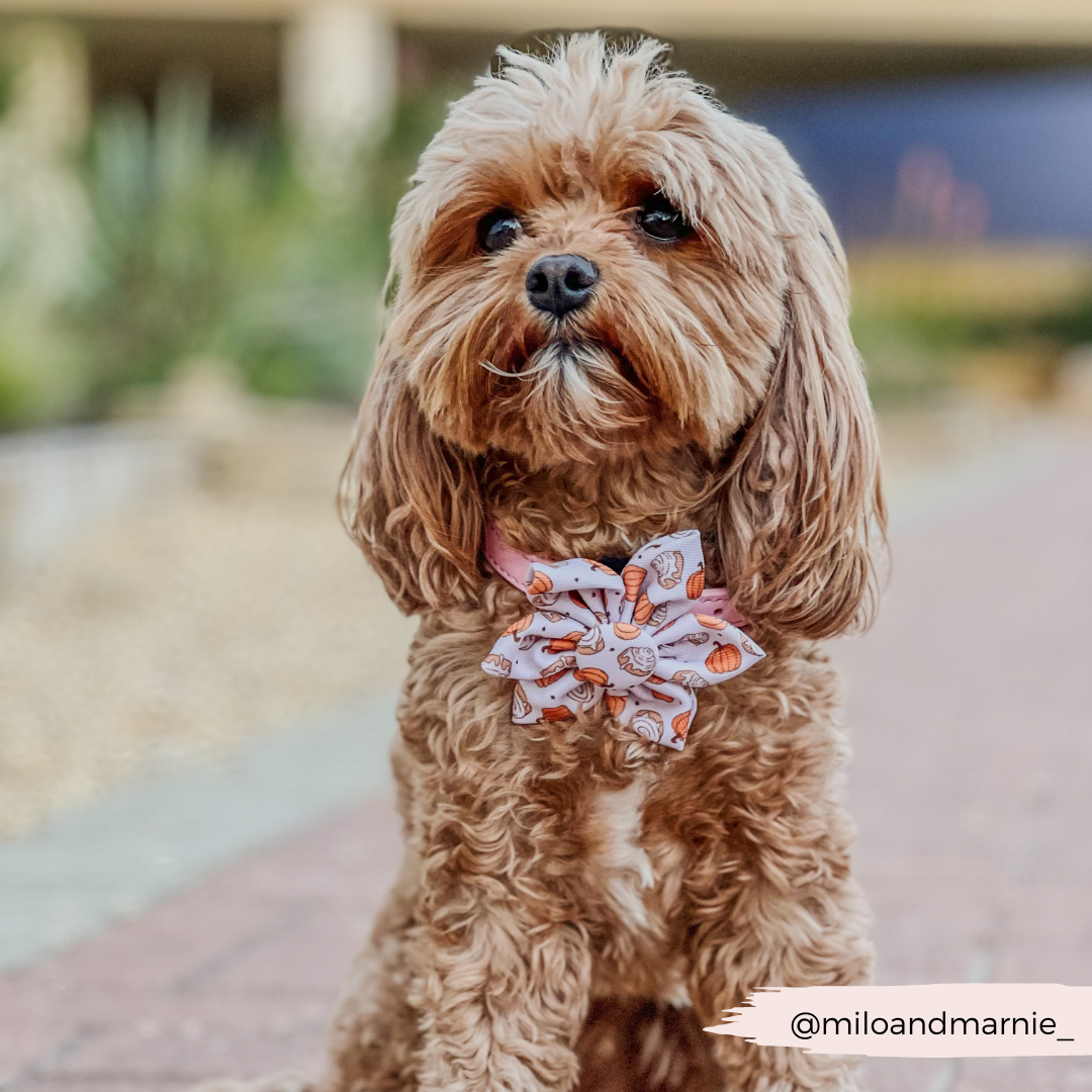 Cinnamon Buns Collar Flower