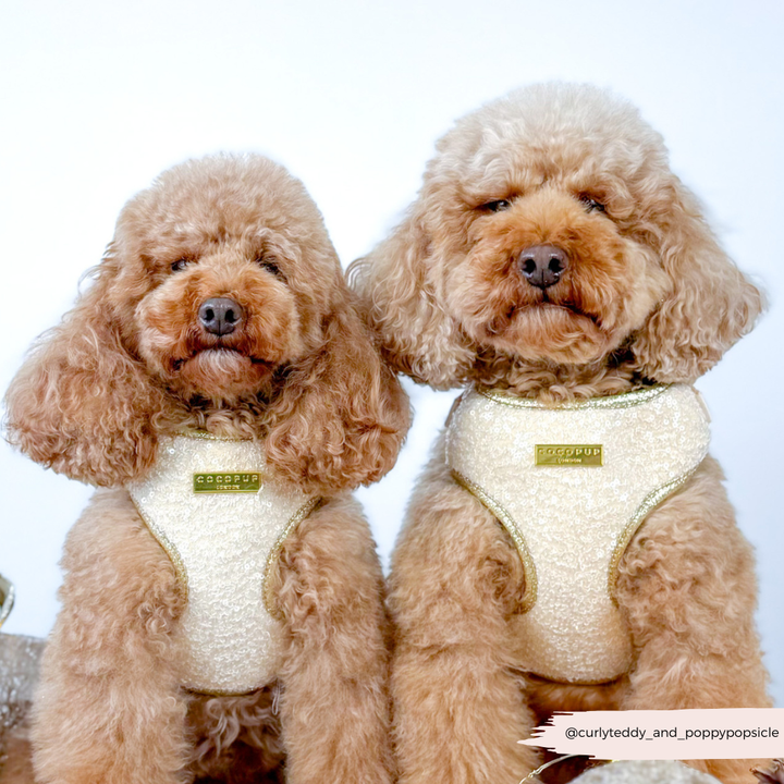 Limited Edition Sparkle Season Gold Adjustable Neck Harness, Lead & Collar Bundle