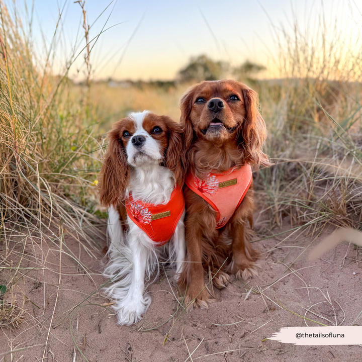 Luxe Velvet Adjustable Neck HARNESS- Coral Core