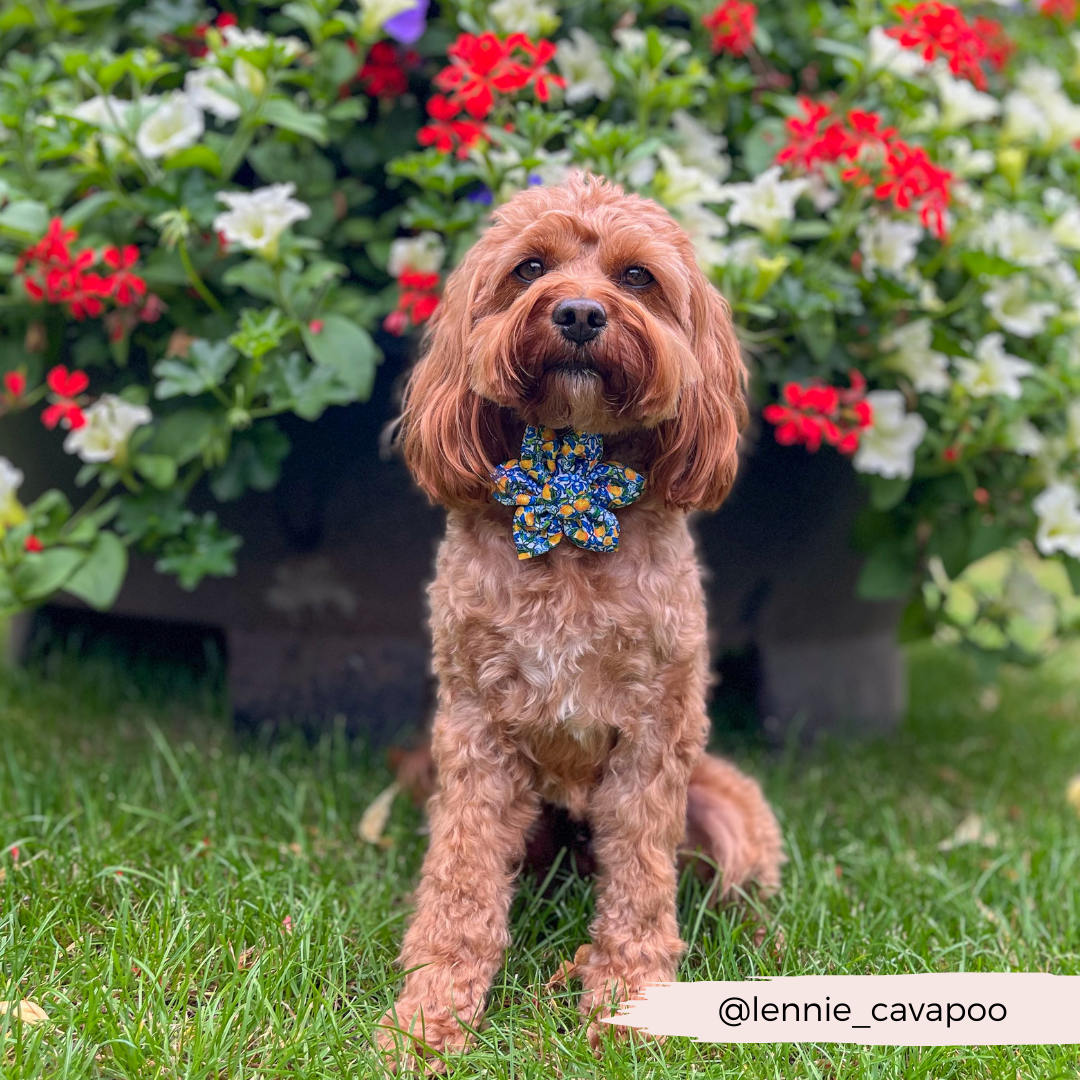 Amalfi Lemon Collar Flower