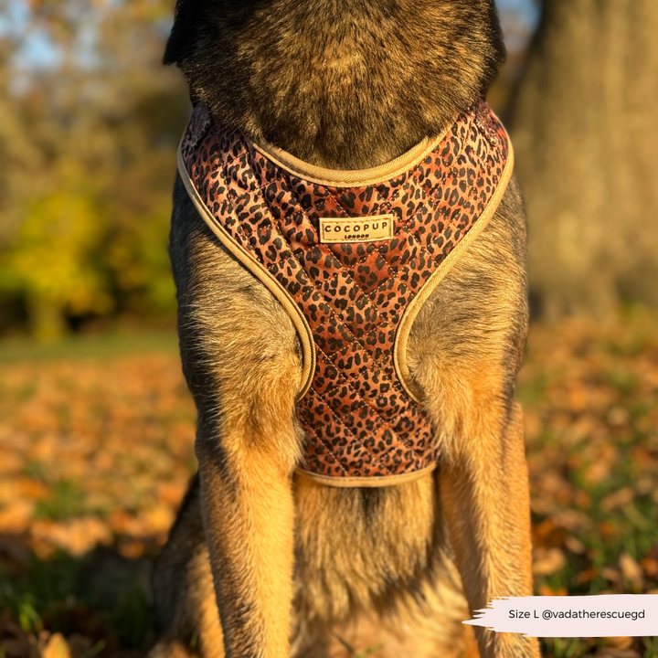 Quilted Leopard Pup Adjustable Neck Harness, Lead & Collar Bundle