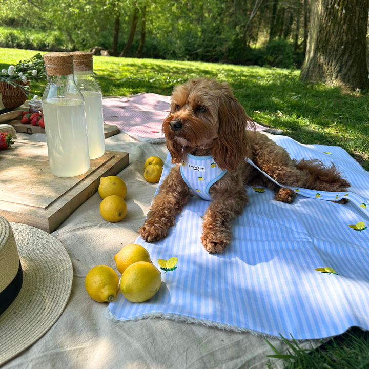 PERSONALISED Blanket - Living La Vida Lemon