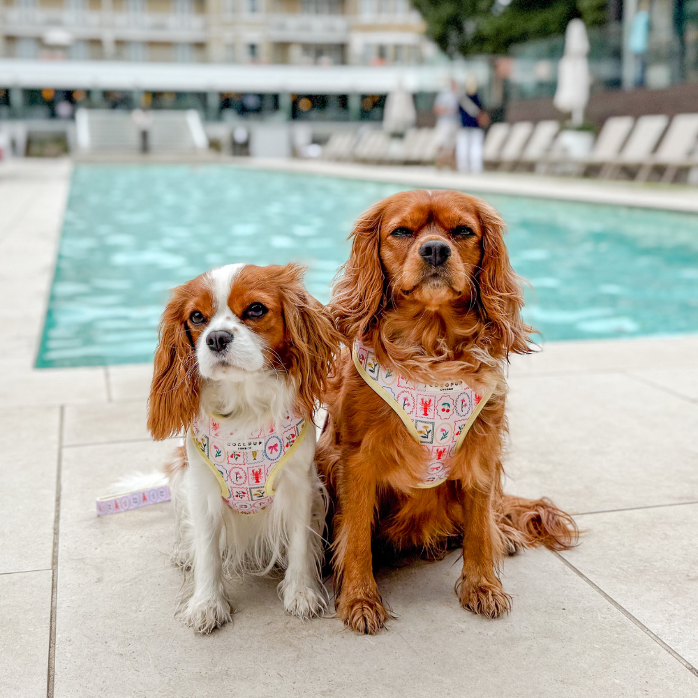 Dolce Vita Adjustable Neck HARNESS