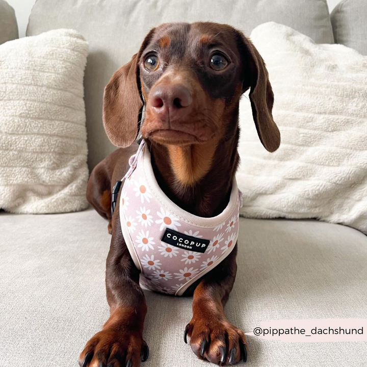 A brown Dachshund lies on a beige sofa wearing the Daisy Chain Adjustable Neck Harness from Cocopup London, featuring a daisy pattern and safety lock. A beige pillow sits behind the dog, and the Instagram handle @pippathe_dachshund is written in the bottom right corner.