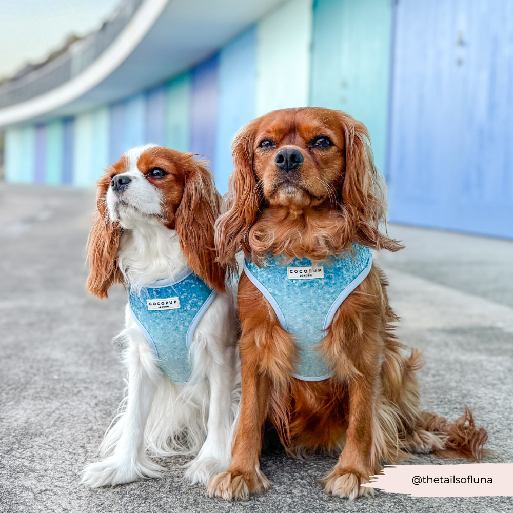 Seaside Shimmer Adjustable Neck HARNESS