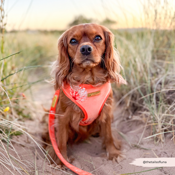 Luxe Velvet Adjustable Neck HARNESS- Coral Core