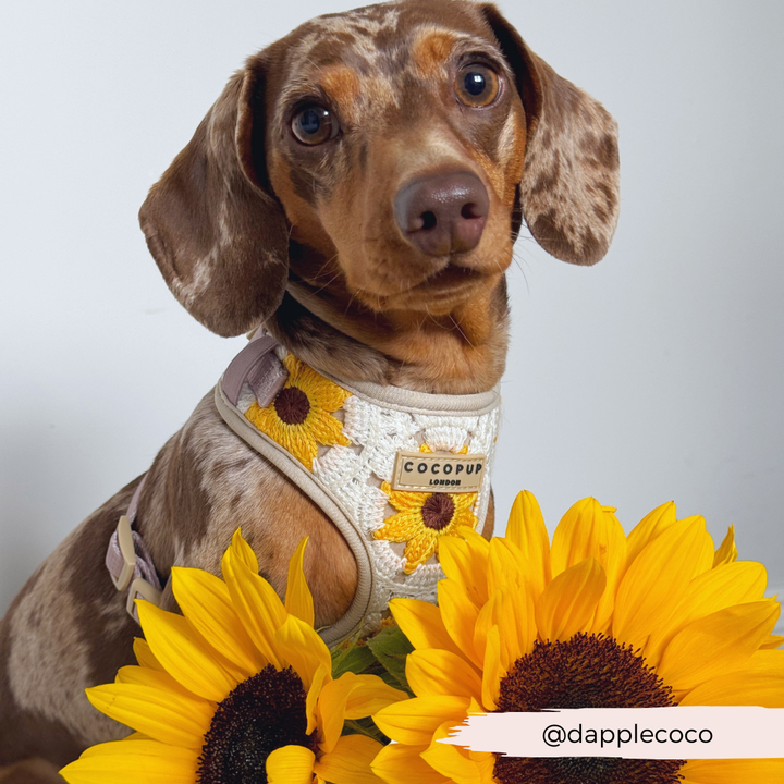 A dapple dachshund wearing Cocopup London's Sunflower Patch Adjustable Neck Harness sits among three large sunflowers. The dog gazes curiously at the camera, with the Instagram handle "@dapplecoco" visible in the lower right corner.