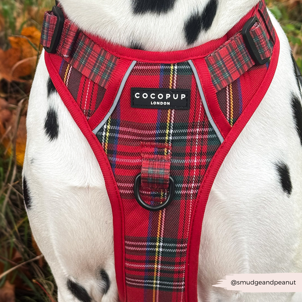 Explore Harness - Tartan