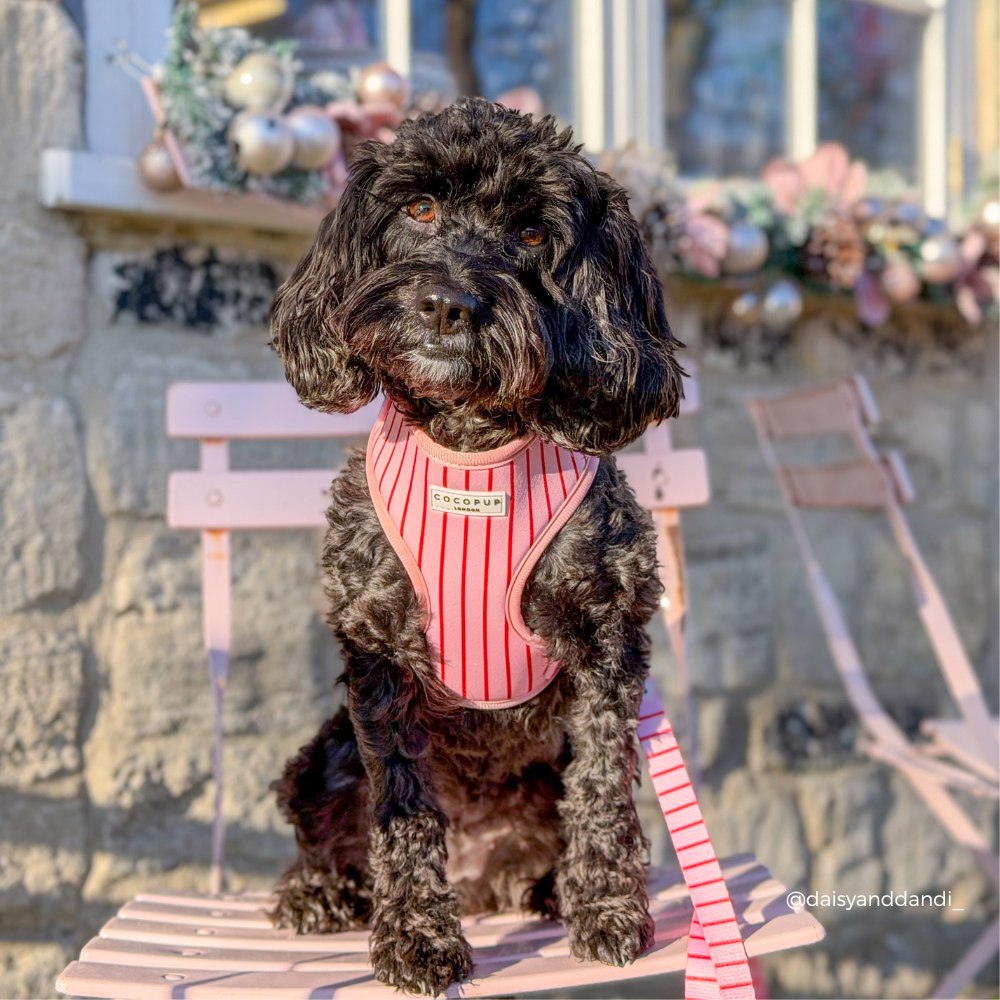 Candy Stripe Adjustable Neck HARNESS