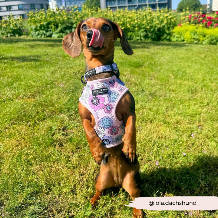 A dachshund with brown fur and a pink floral adjustable neck harness from the Pastel Flowers Adjustable Neck Harness, Lead & Collar Bundle by Cocopup London stands on its hind legs in a grassy area. Its tongue is out as if it is licking its nose. The background features a garden with yellow and green foliage and some buildings. The handle "lola.dachshund_" is overlaid on the image.