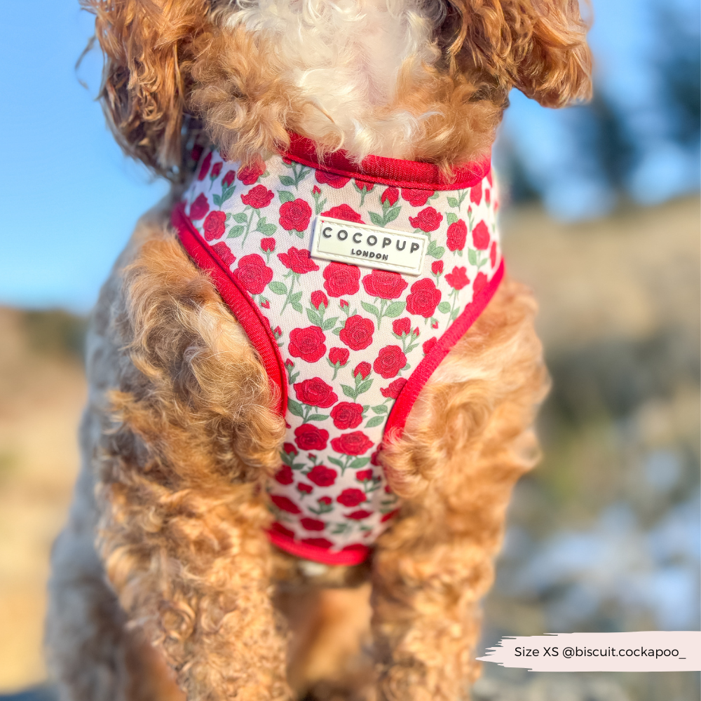 Barkquet of Roses Adjustable Neck Harness, Lead & Collar Bundle