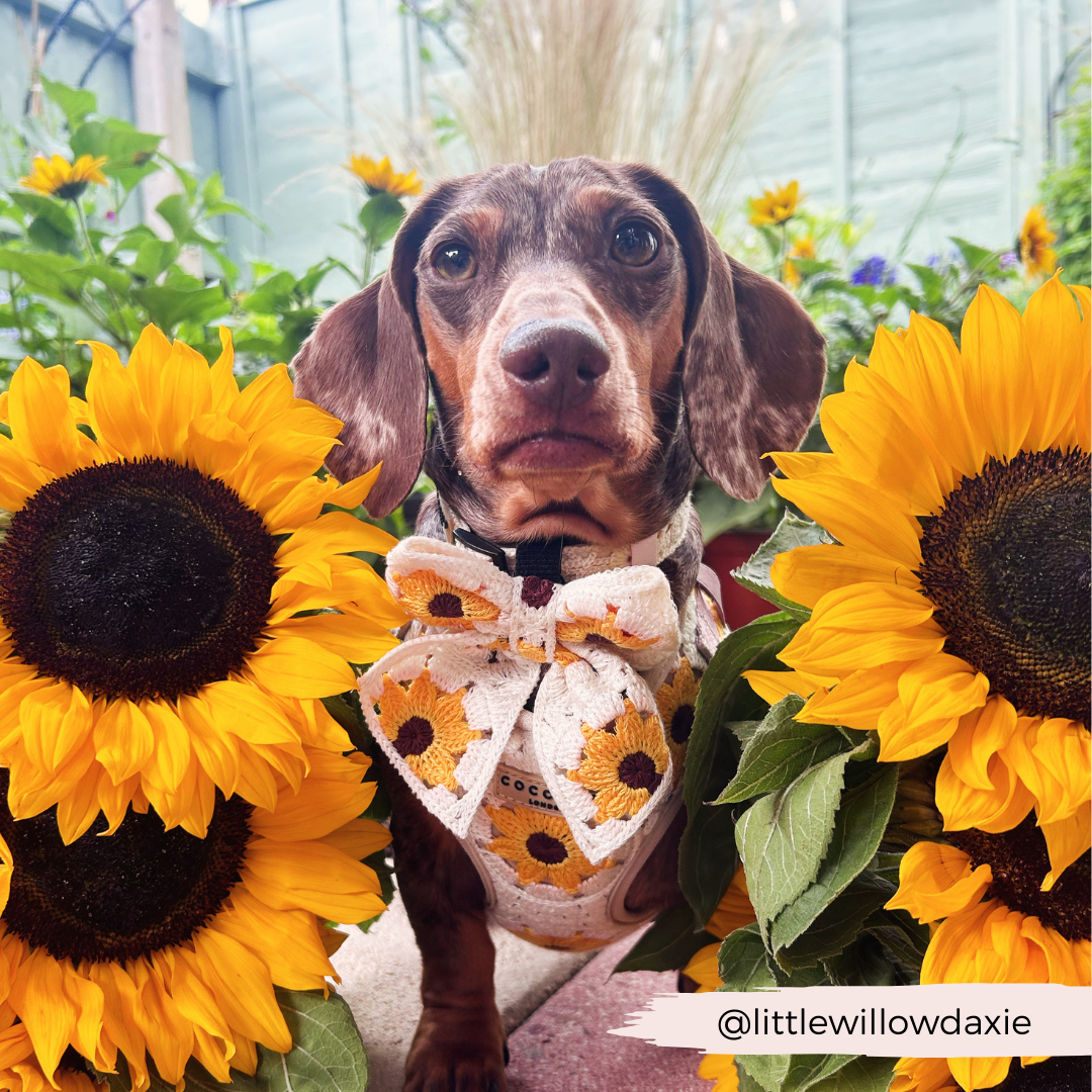 Sunflower Patch Adjustable Neck Harness