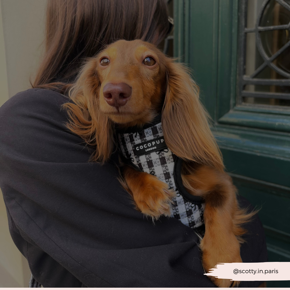 Pup in Paris Adjustable Neck Harness, Lead & Collar Bundle
