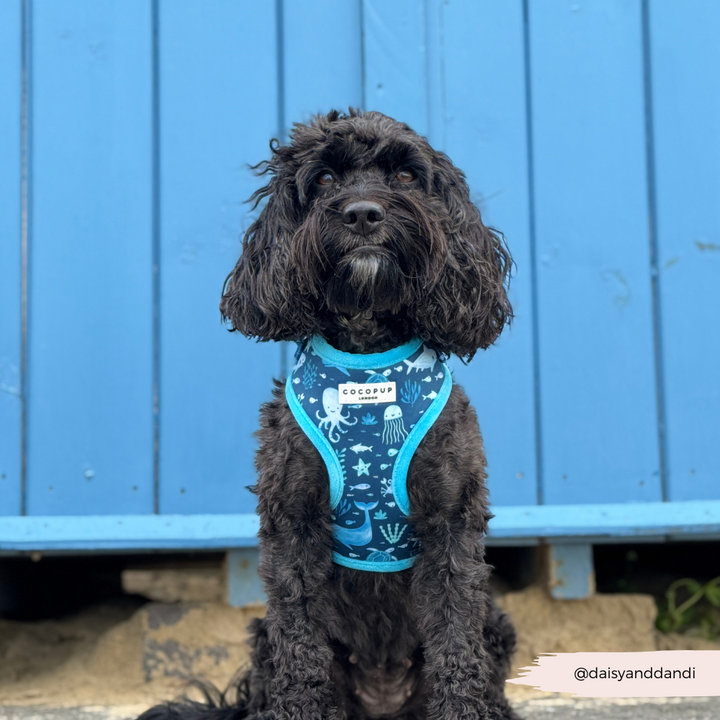 Sea Life Pawty Adjustable Neck Harness, Lead & Collar Bundle