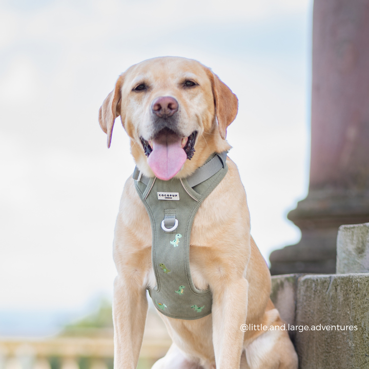 A yellow Labrador Retriever wearing an olive green harness with small green dinosaur prints, sitting on stone steps outdoors.