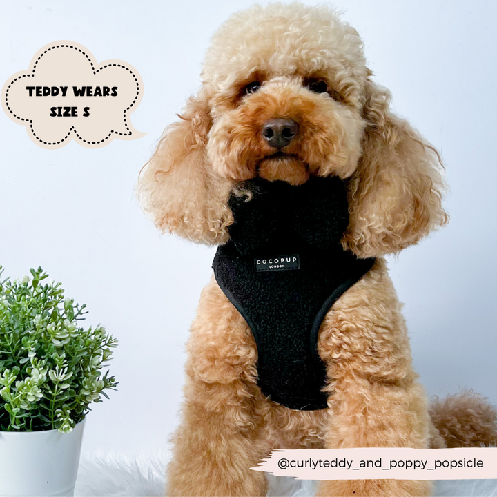 fluffy dog wearing black harness with plant to the left