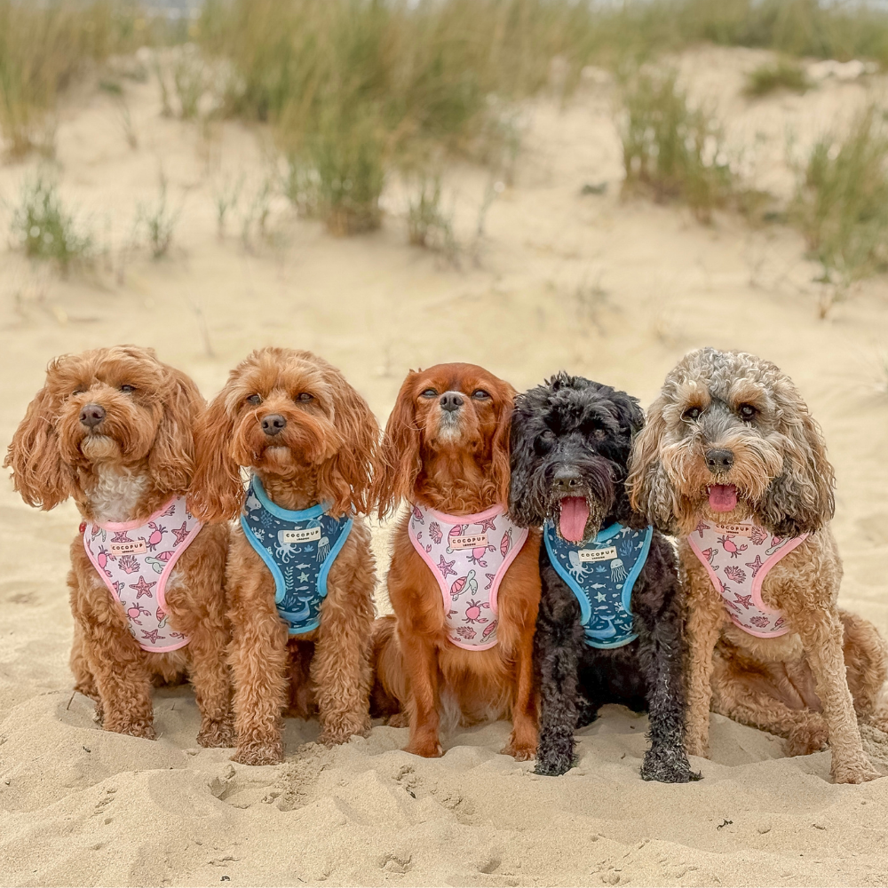 Sea Life Pawty Adjustable Neck HARNESS