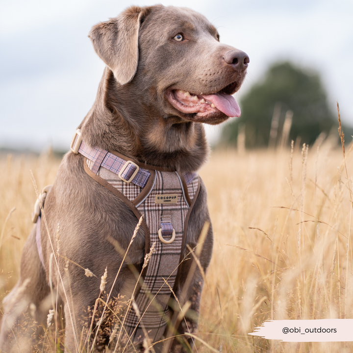 Explore Harness - Pup Plaid