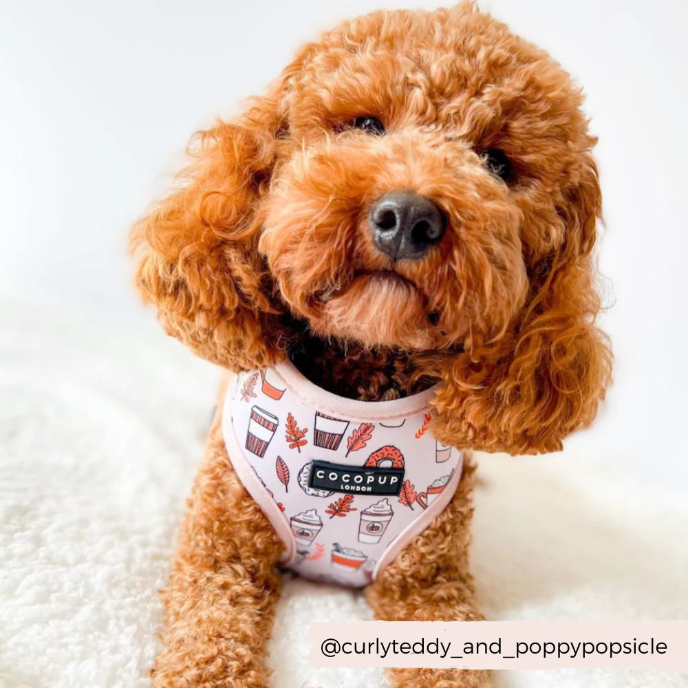 A fluffy, curly-haired brown dog wears an Autumn Puppuccino Adjustable Neck Harness with fall season-themed illustrations. The dog sits on a soft white surface and looks into the camera. The harness, featuring a dog safety lock, has a label reading "Cocopup London." Text in the bottom right corner reads "@curlyteddy_and_poppypopsicle.