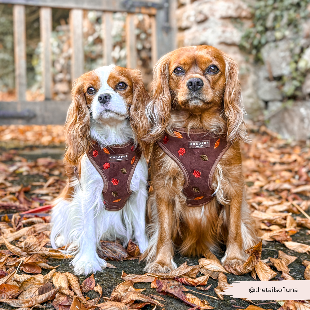 Pawtumn Leaves Adjustable Neck HARNESS