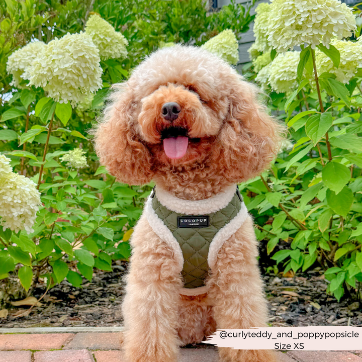 Khaki Quilted Adjustable Neck Harness, Lead & Collar Bundle