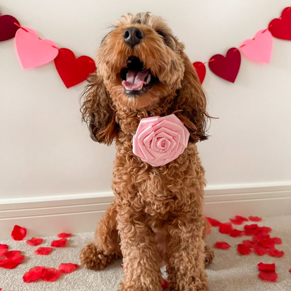 Pink Rose Collar Flower Pink Rose Collar Flower