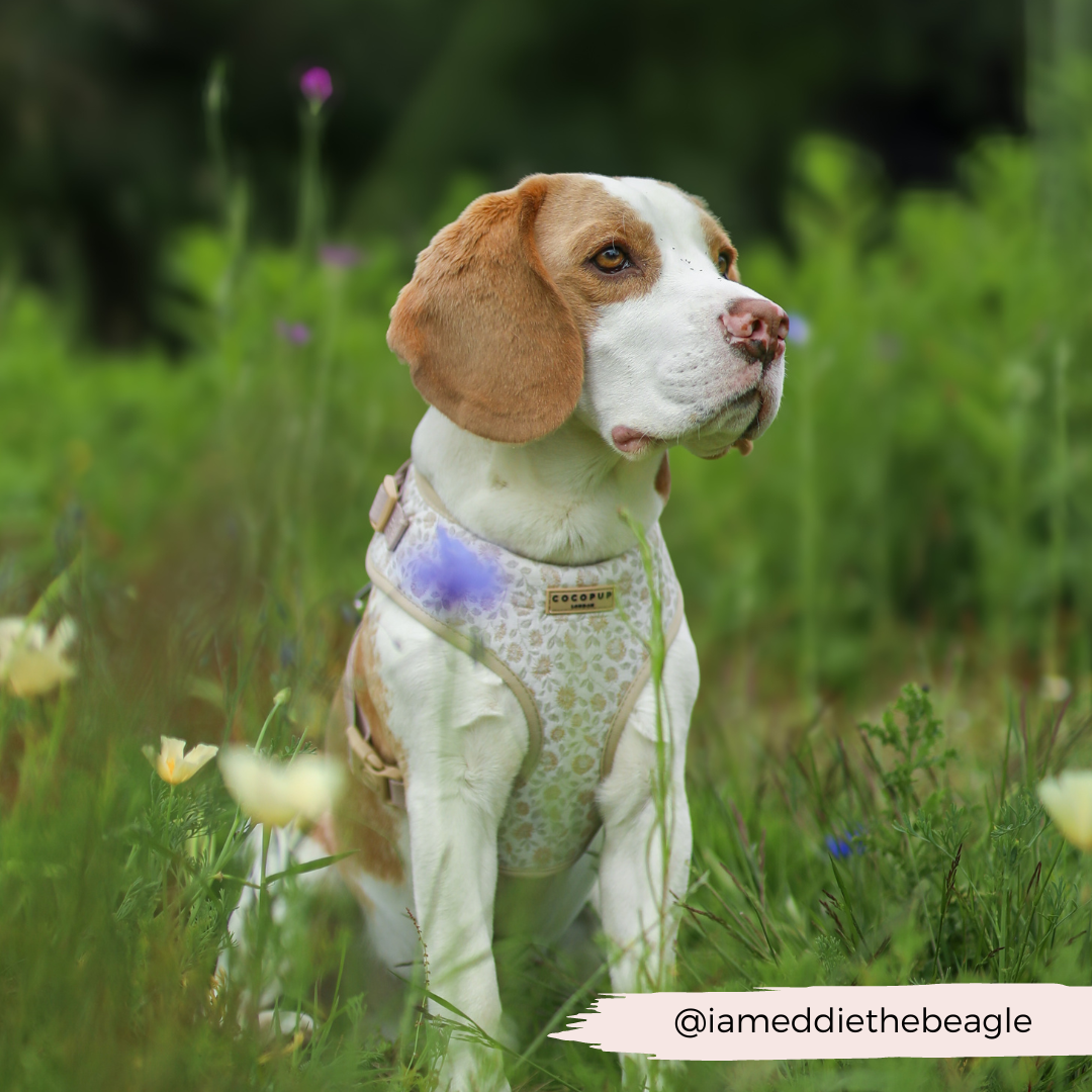 Luxe Adjustable Neck Harness - Garden Meadow